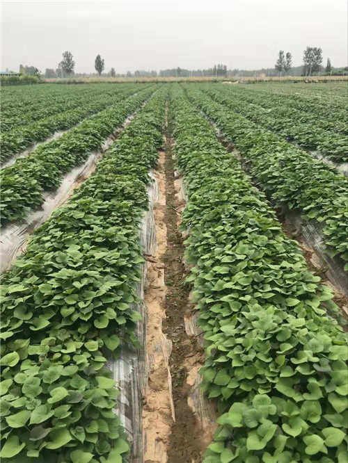 河南紅薯苗種植基地